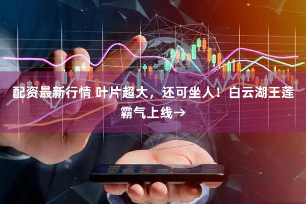配资最新行情 叶片超大，还可坐人！白云湖王莲霸气上线→